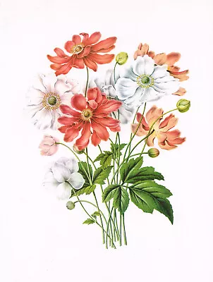 Japanese Anemone Flower Vintage Floral Plant Picture Old Print 1979 CFL#155 • £3.49