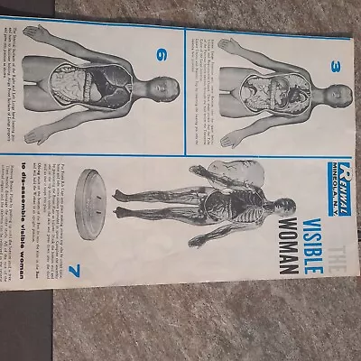 Vintage Renwal The Visible Woman 804  1/5th Life Scale Instruction Manual Only • $8.89