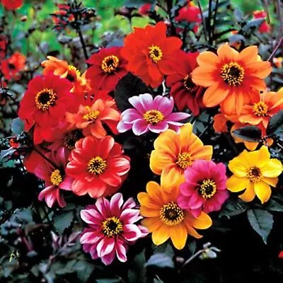 Bishop's Children Dahlia Seeds • $5