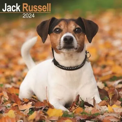 Jack Russell 2024 Square Wall Calendar 12 X 12 • £6.99