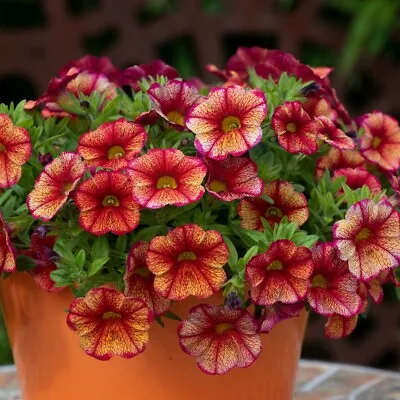 Calibrachoa 'Can-Can Oriental'. Plug Plant X 4. Bedding For Hanging Baskets • £12.95