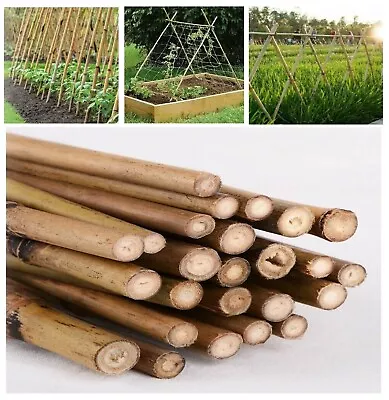 Bamboo Canes Garden Plant Support Sticks Thick Strong Stakes 2ft-3ft-4ft-5ft-6Ft • £13.89