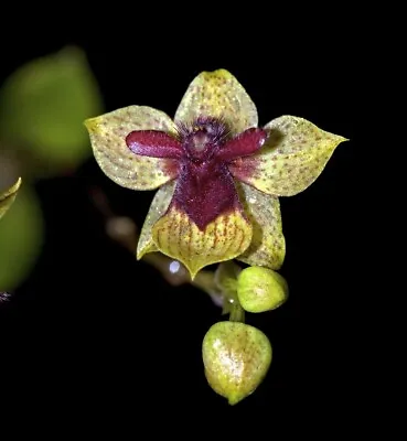 Trichoceros Muralis - Creeping Miniature With Interesting Small Flowers • $24