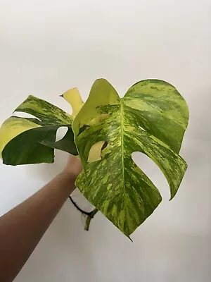 Monstera Aurea Variegated Small Form Water Root Top Cutting High Variegation • $85