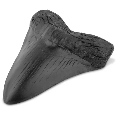Megalodon Shark Teeth Resin Realistic In Shape Megalodon Tooth Black UK • £13.59