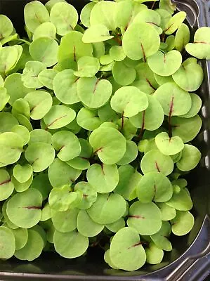 £1.25 • Buy Microgreens - Baby Leaves - Sorrel Red Veined - 1 Grams Seeds