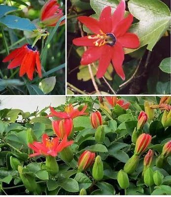 £4.99 • Buy Red Passion Flower (Passiflora Manicata) |  15+  Seeds | Rare  Same Day Dispatch