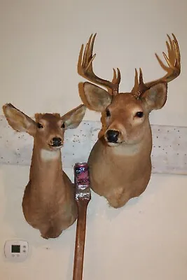 Pair Whitetail Deer Heads Shoulder Mounts Taxidermy Shed Antler Hunt Mule Cape • $295