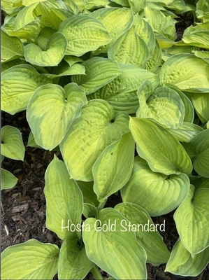 £6.95 • Buy 1 Hosta ‘Gold Standard’ Bare Root Plant