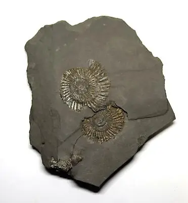 Dactylioceras Ammonite Fossil 180 MYO Germany #16493 13o • $39.99