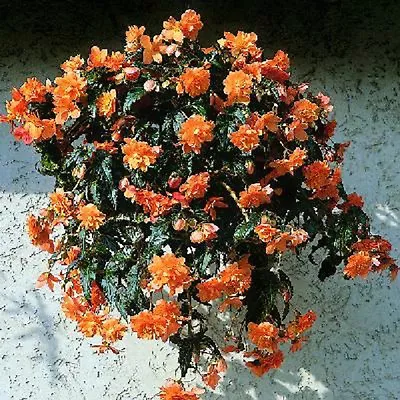 Begonia Seeds Trailing Cascade Beauty Mango 15 Pelleted Seeds • $5.50