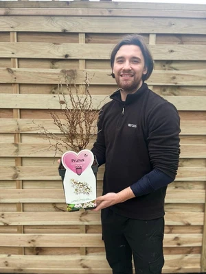 Prunus Ornamental Flowering Cherry Blossom Shrub - Incisa 'KOJOU-NO-MAI' 4L • £22.99