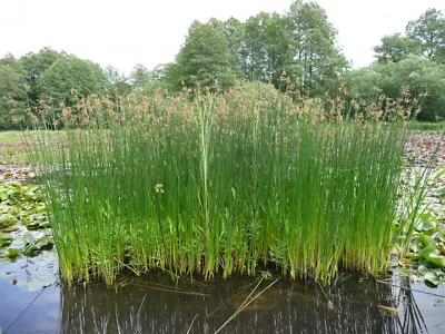 True Bulrush (Scirpus Lacustris) LIVE Plant Aquatic Pond Marginal Bog • £5.95