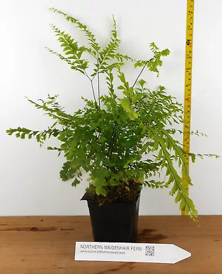 Northern Maidenhair Fern (Adiantum Pedatum) - Great For Shady Gardens And Indoor • $22.95