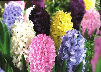 Prechilled Mixed Hyacinth Bulbs | Fragrant Beauty | Ideal For Forcing In Water • $22.99