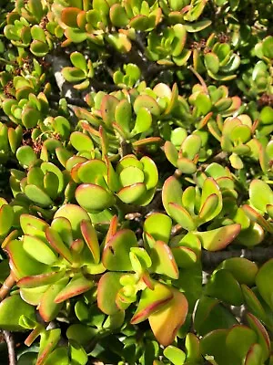 5X Jade Plant Crassula Ovata Lucky Money Plant Money Tree Succulent Cuttings • $10.49