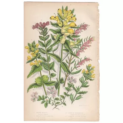 Anne Pratt Antique 1860 Botanical Print Flowering Plants 152 Yellow Bartsia • $16