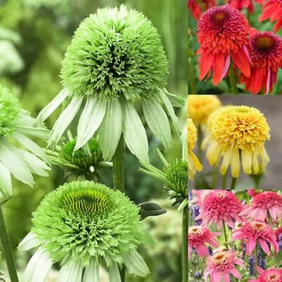 Echinacea Purpurea COLLECTION Coneflower Flowers Perennial XXL Jumbo Plug Plant • £99