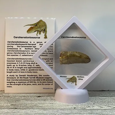 Carcharodontosaurus  African T-Rex  Dinosaur Tooth Fossil In Display Case • $119.99