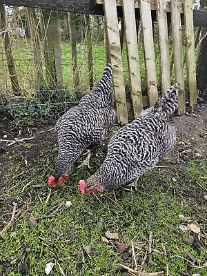 6 X Cuckoo Marans Large Fowl Hatching Eggs • £20