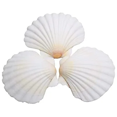 $14.73 • Buy LUCKY BABY 25pcs Scallop Shells For Crafts, 2-3 Inches White Large Natural Se...