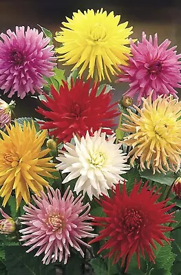 Dahlia Cactus Flowered Mix Mixed 60 Seeds - Annuals & Biennials UK SELLET • £1.49