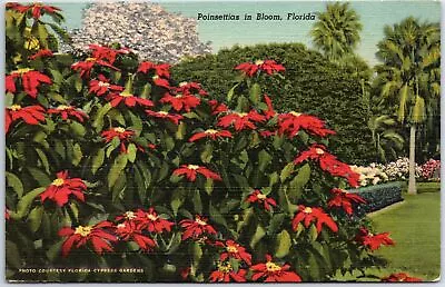 Vintage Postcard Poinsettias In Bloom In Florida Mailed From Sarasota 1951 • $5.99