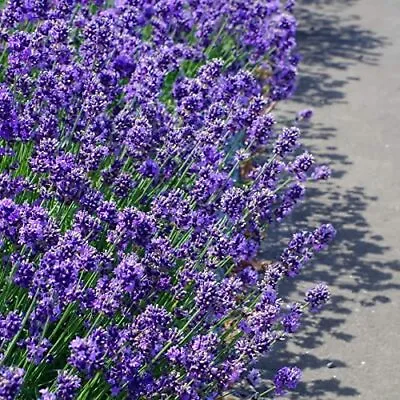 Lavender Plants - 'Hidcote' - 1 X Full Plant In A 9cm Pot • £14.95