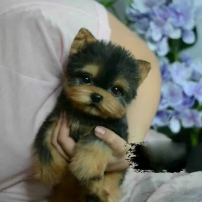 Simulation Puppy Dog Toy Yorkie Dog Lifelike Stuffed Companion Realistic Toy Pet • $22.56