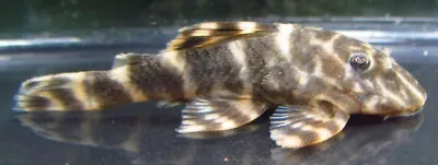 Clown Pleco Algae Eater Live Freshwater Aquarium Fish • $34.99