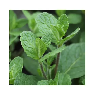 6 Mint Inguano Herb Plug Plants *Perennial Herb Plant* Grow Your Own Herb Garden • £12.99