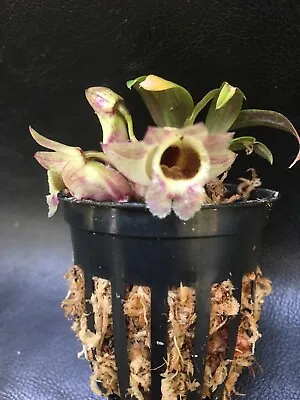 Dendrobium Hekouense Miniature Species Orchid Blooming Size Plant • $24