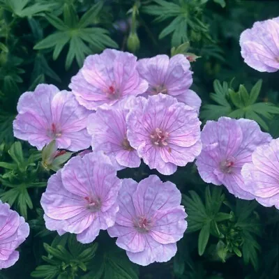 T&M Geranium Hardy Sanguineum Stratum Garden Plants Hardy Perennial Bareroots • £10.99