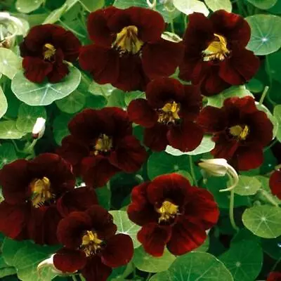 Nasturtium BLACK VELVET Heirloom Edible Beneficial Flowers USA Non-GMO 15 Seeds • $4.98