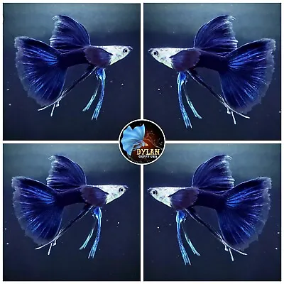 $31.95 • Buy 1 Pair - Half Black Blue Ribbon, Fin C- Live Guppy Fish High Quality- USA Seller