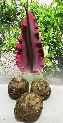 Dracunculus Vulgaris Amorphophallus Aroid (voodoo Lily) Size 20/25 Perennial • £9.50