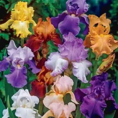 20 Mixed Color Iris Seeds Fragrant Flower Plant (much Less Money Than Bulbs) • $4.36