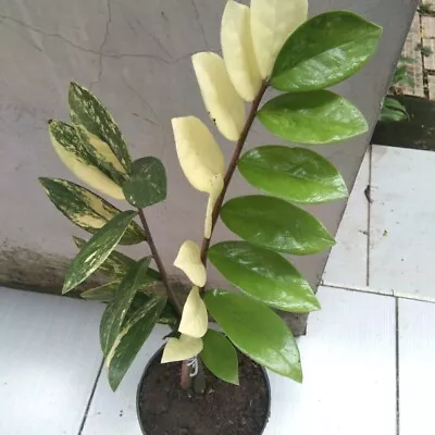 Zamia Culcas Zamiifolia Variegated 2 Stems Top Quality No. 1 - Fast Shipping • $100