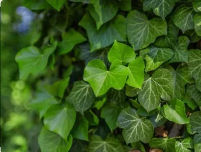 Lot Of 30 Bare Roots Green English Ivy Low Maintenance Hanging Plant Perennial • $16.95