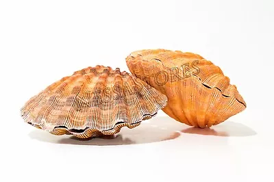 $24.49 • Buy Orange Lion Paw Scallop Nautical Dish Beach Craft Sea Shell 5-51/2 (2 Pair)JC-28