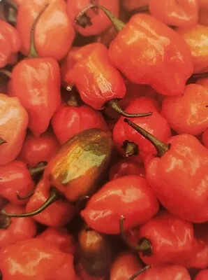 Habanero Hot Spicy Chili Pepper 15 Seeds Non-GMO Garden Vegetable • $1.59
