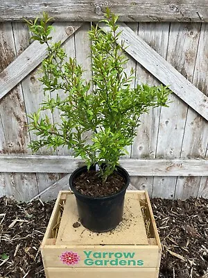 Hardy Pomegranate Tree 🇬🇧 UK Grown Approximately 60cm - 2 Litre Pot • £19.95