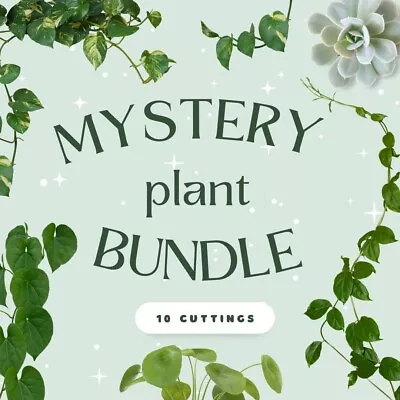 Mystery Plant Cuttings Pothos N'Joy Pearls & Jade Monstera Variegated N MORE! • $15.75