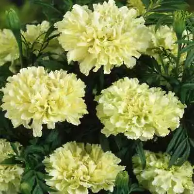 African Marigold Kilimanjaro WHITE Flowers Beneficial Plant Non-GMO 50 Seeds! • $4.48