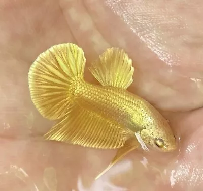 Live Betta Fish High Quality Male Gold Hmpk • $40