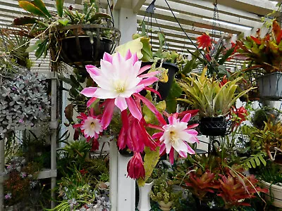 Epiphyllum Hybrids Collection Orchid Cactus Cuttings • $22