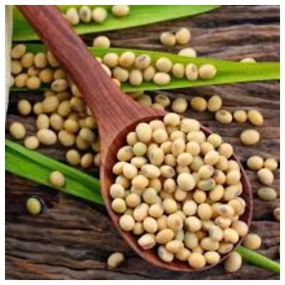 Organic Soybean Seeds Natural Premium Food & Grocery Product Dry Soybean 200g • $29.99