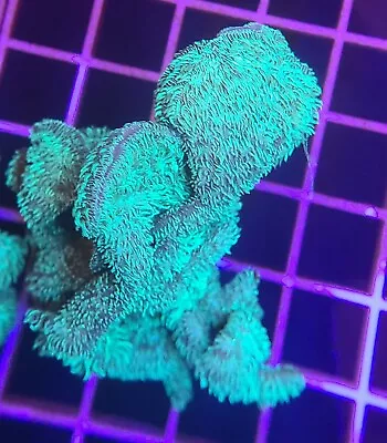 Live Coral Robbie's Corals Green Hairy Pavona Coral 1 -1.5  • $18.99