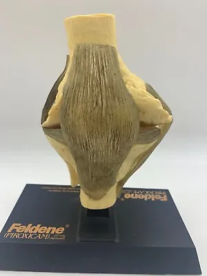 Feldine Salesman Sample Anatomy Model Medical Vtg Human Knee Dr Office (h) • $33.93