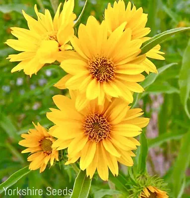 Maximilian Sunflower Perennial - 30x Seeds - Flower • £1.99